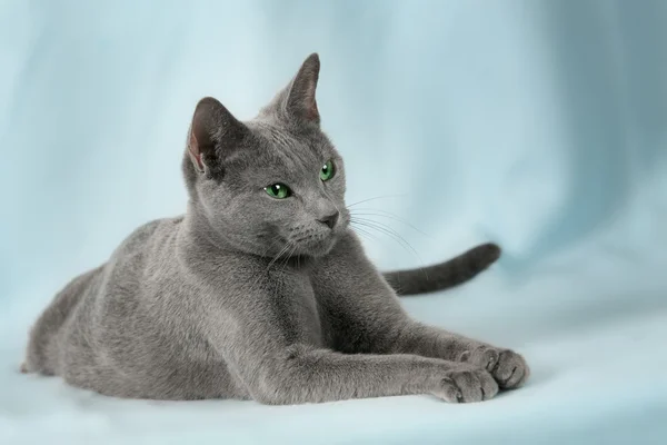 Schöne Katzen — Stockfoto