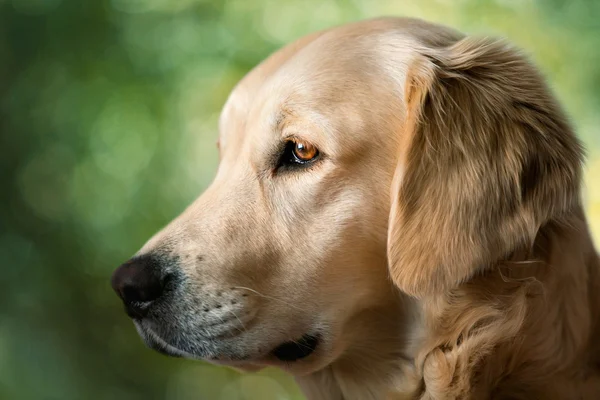 Portret jonge schoonheid honden — Stockfoto