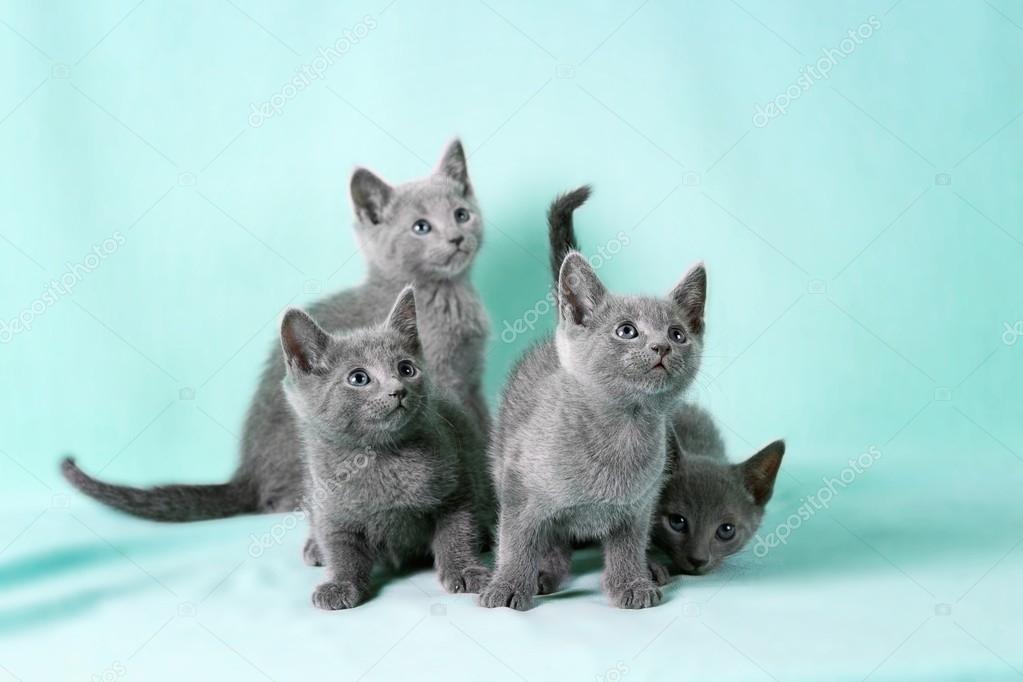 Chaton Bleu Russe Images Libres De Droit Photos De Chaton Bleu Russe Depositphotos