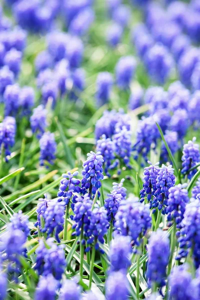 Un campo di giacinti d'uva comuni blu — Foto Stock