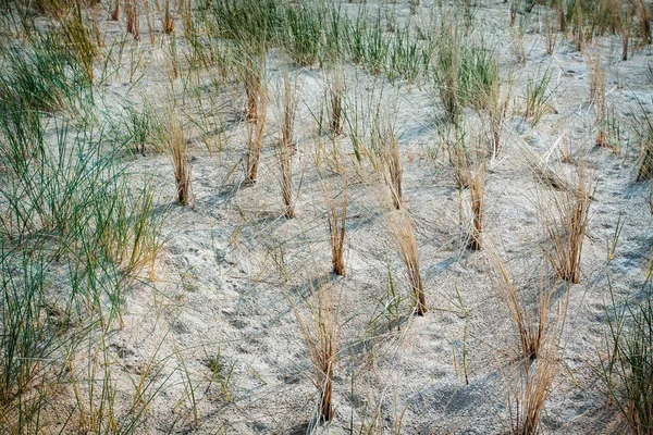 海岸植生の草 — ストック写真