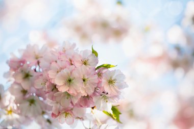 Güzel bahar çiçekleri