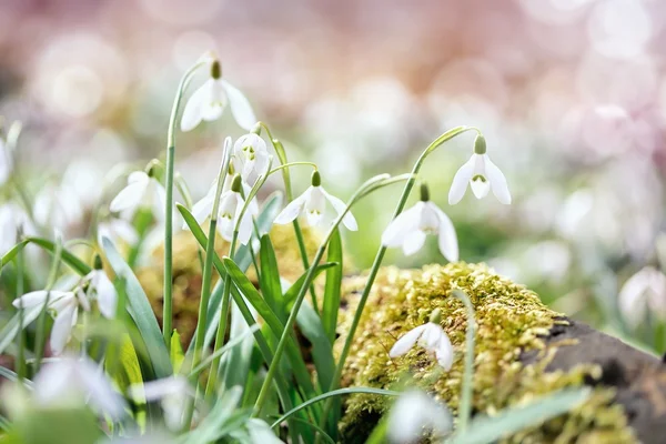 Flor de gota de neve no orvalho da manhã, foco suave — Fotografia de Stock