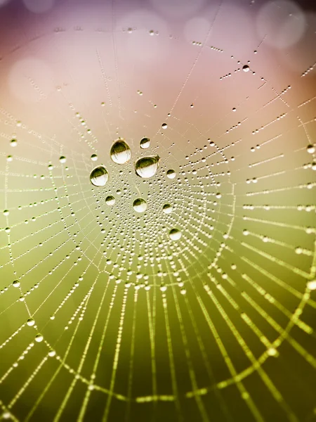 Belo detalhe das teias de aranha — Fotografia de Stock
