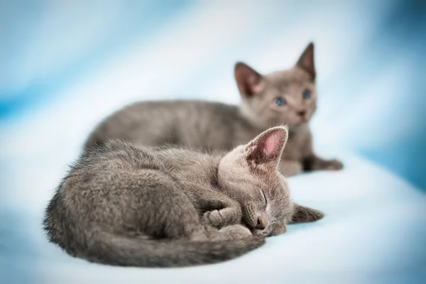 Schöne Katze — Stockfoto