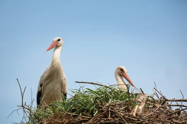 Cigogne dans le nid (Ciconia ciconia ) — Photo