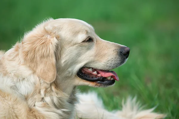 Porträtt unga skönheten hund — Stockfoto