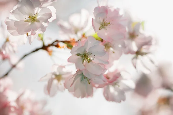 Bellissimi fiori primaverili — Foto Stock