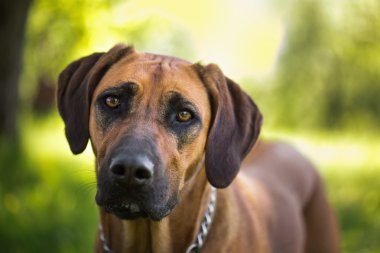 Rodezya ridgeback köpek