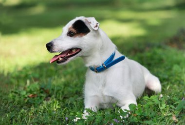 jack russel bahar orman üzerinde