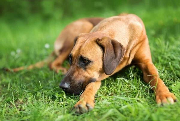 Perro rhodesian ridgeback —  Fotos de Stock