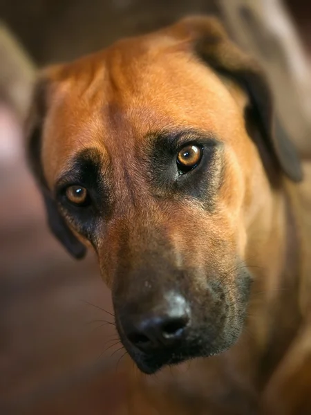 Rhodesian ridgeback σκυλί — Φωτογραφία Αρχείου