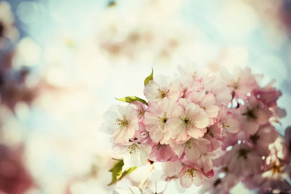 Foto vintage di fiori di ciliegio con cielo blu — Foto Stock
