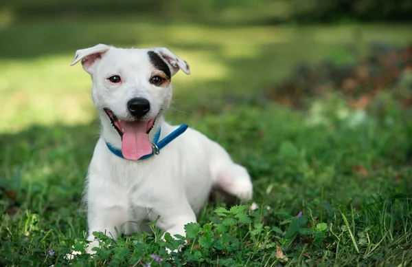 Jack russel on spring forest — Stock Photo, Image