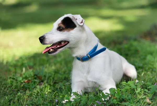 Jack russel en primavera bosque — Foto de Stock