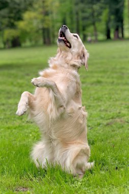 köpek eğitimi