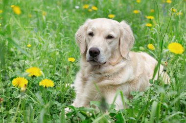portre genç güzellik köpek