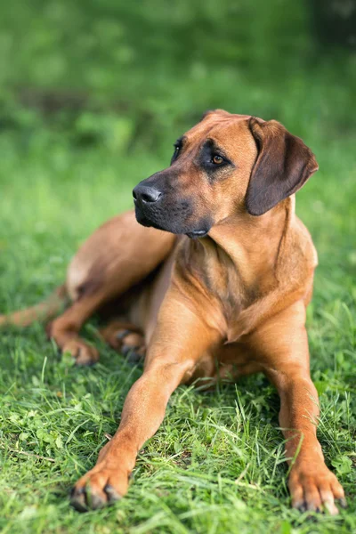 Pies rasy Rhodesian ridgeback — Zdjęcie stockowe