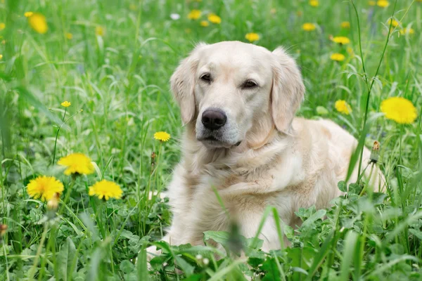 Ritratto giovane cane di bellezza — Foto Stock