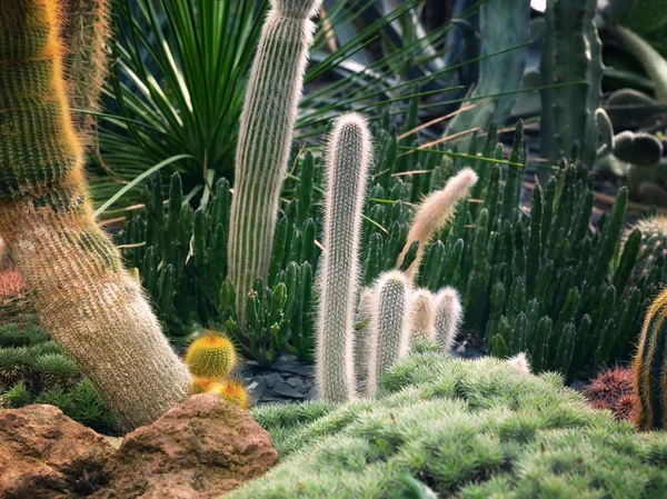 Cactus — Foto de Stock