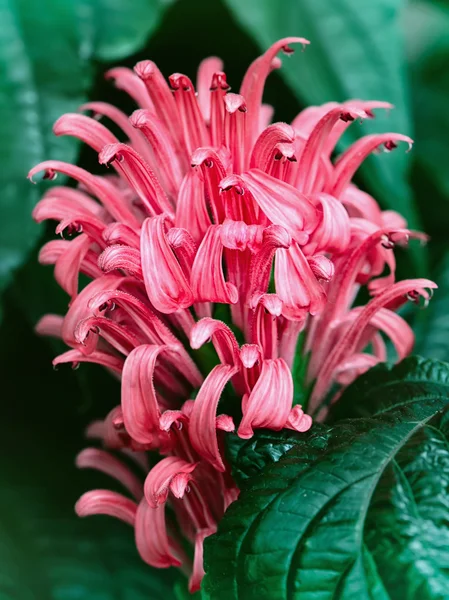Flor planta tropical — Fotografia de Stock