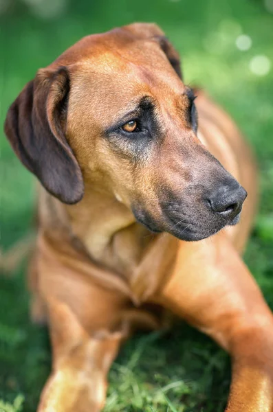 Rhodesian ridgeback 개 — 스톡 사진