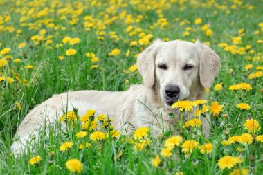 Dandelions arasında poz genç golden retriever