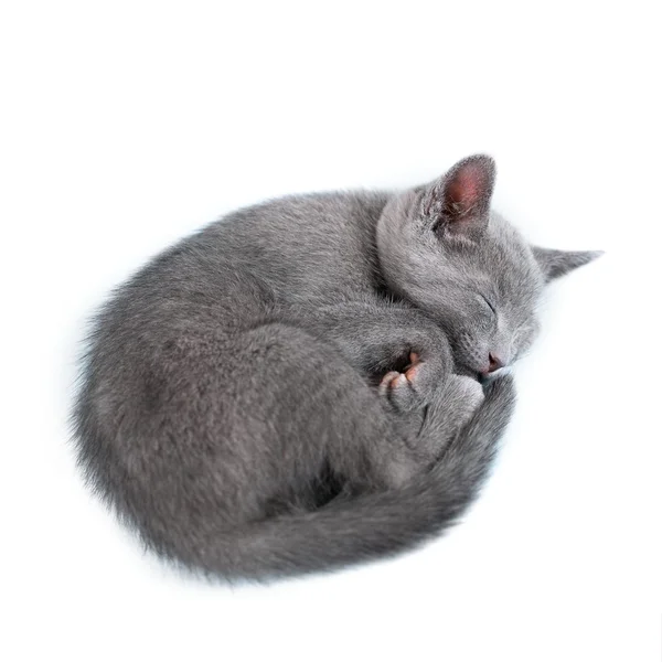 Schöne Katze — Stockfoto