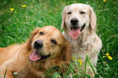 Portrait of two young beauty dogs clipart