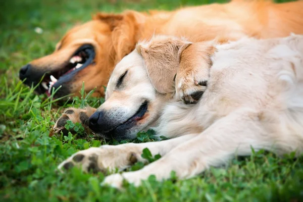 Vista de dos perros acostados — Foto de Stock