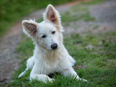 Beyaz swiss çoban köpeği