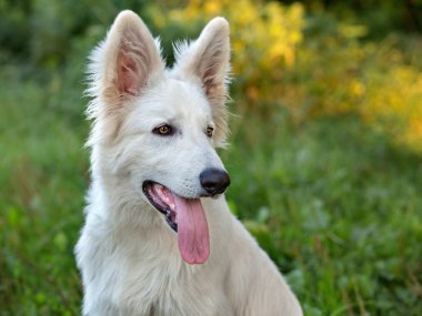 Beyaz swiss çoban köpeği