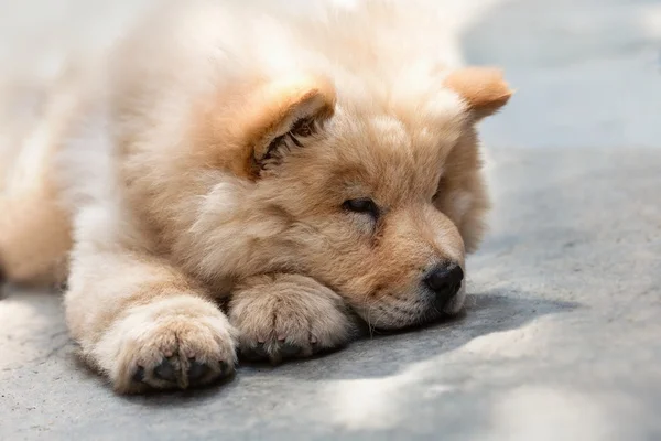 可爱的小狗松狮犬 — ストック写真