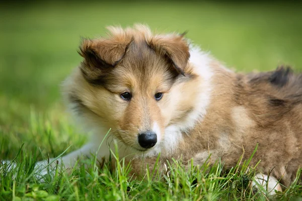 Av collie valp på äng — Stockfoto