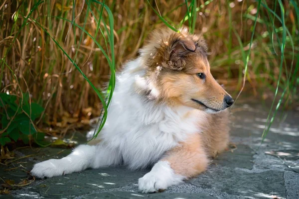 長い髪のコリーの子犬 — ストック写真