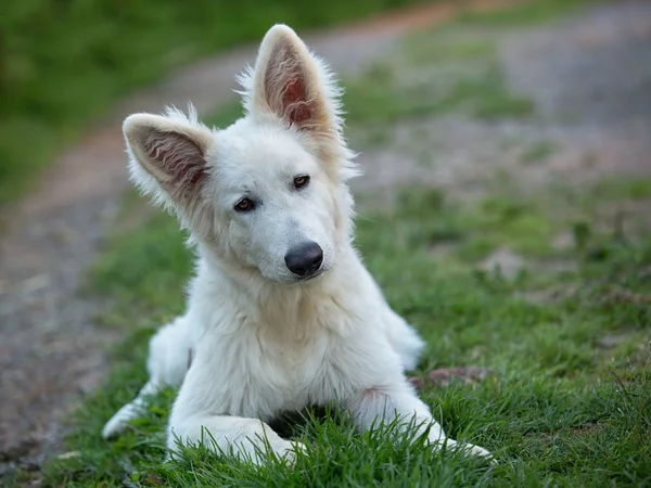 Ελβετικό άσπρο τσοπανόσκυλο — Φωτογραφία Αρχείου