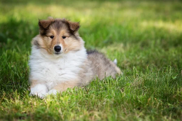 Van collie pup op weide — Stockfoto