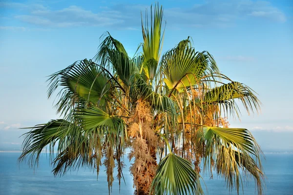 Tropical Background. — Stock Photo, Image