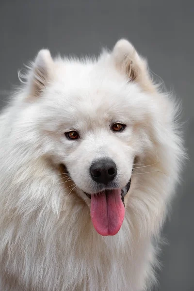 Portrait ofl dog - Samoyed — Stock Photo, Image