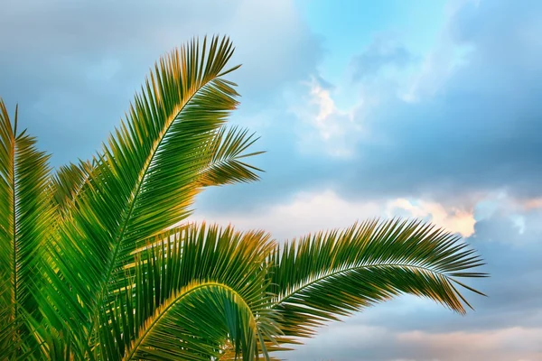 Tropical Background. — Stock Photo, Image