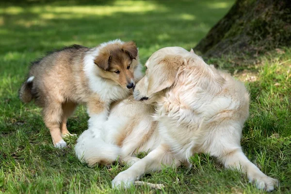 Of Collie puppy on meadow and golden retriever — Stock Photo, Image