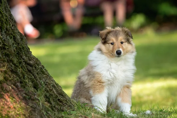 Z collie szczeniak na łące — Zdjęcie stockowe