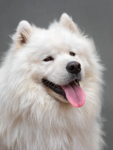 Portrait ofl dog - Samoyed — Stock Photo, Image