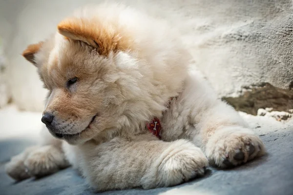 Cute puppy chow chow — Stock Photo, Image