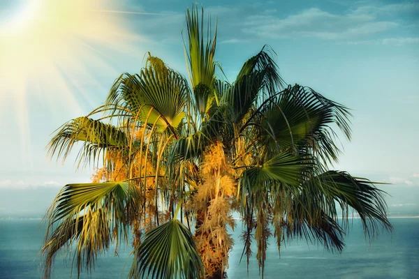 Tropical Background. — Stock Photo, Image