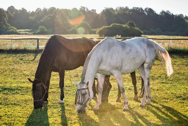 Portrait of a horse grazing — Stock Photo, Image