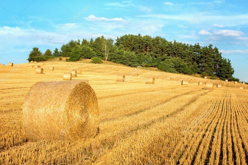 Harvested hilly wheat field — Stock Photo © pitrs10 30189055