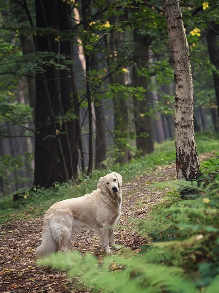 Hond in het bos — Stockfoto