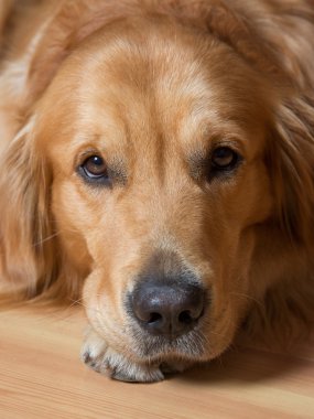 portre köpek