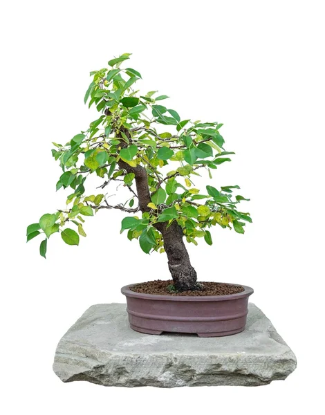 Árvore de Bonsai — Fotografia de Stock